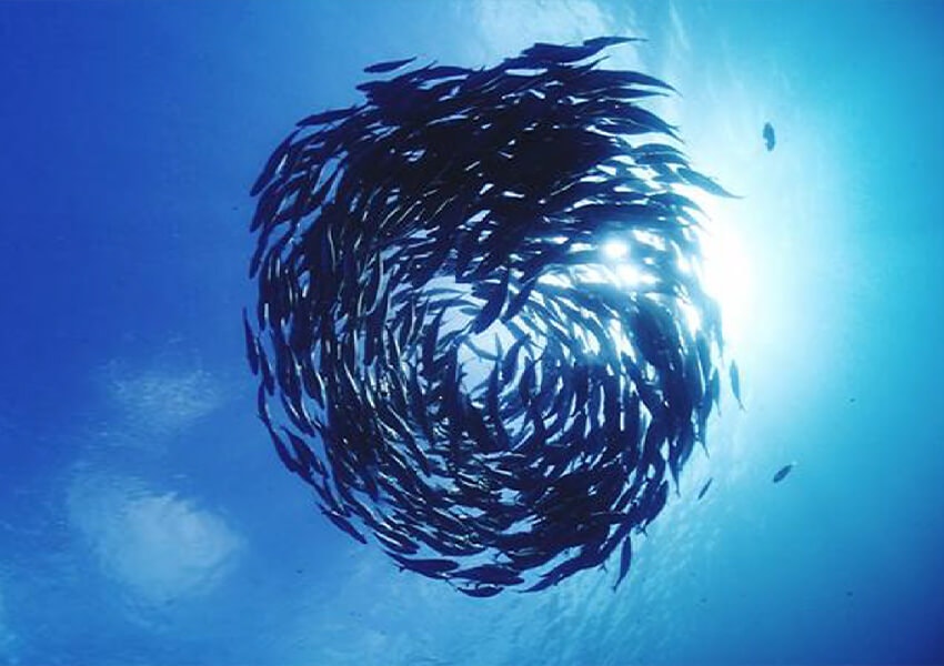 A school of fish swimming in a circle