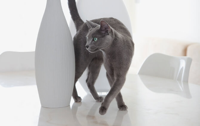 Grey cat walking between white vases