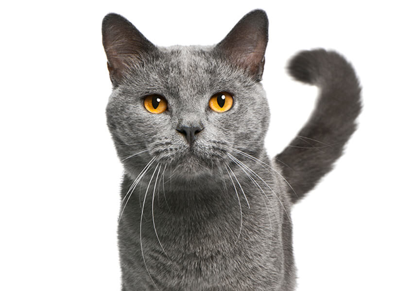 wet and cat approved